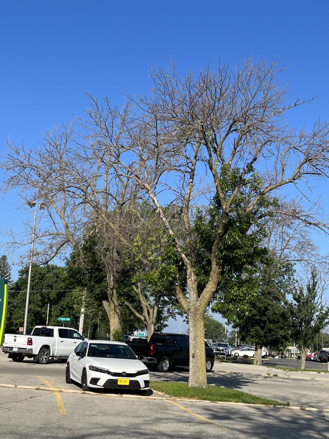 Ash Tree